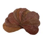 Catappa leaves 10 pcs, Verzenden, Nieuw