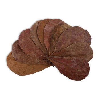 Catappa leaves 10 pcs, Verzenden