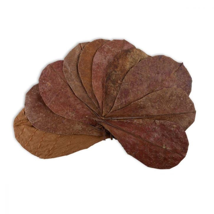 Catappa leaves 10 pcs, Dieren en Toebehoren, Vissen | Aquaria en Toebehoren, Nieuw, Verzenden