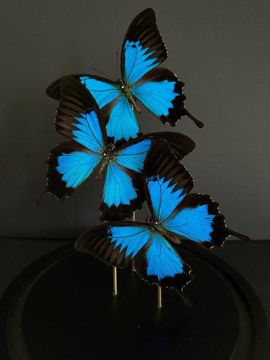 Vlinder Taxidermie volledige montage - Papilio Ulysses - 30, Verzamelen, Dierenverzamelingen