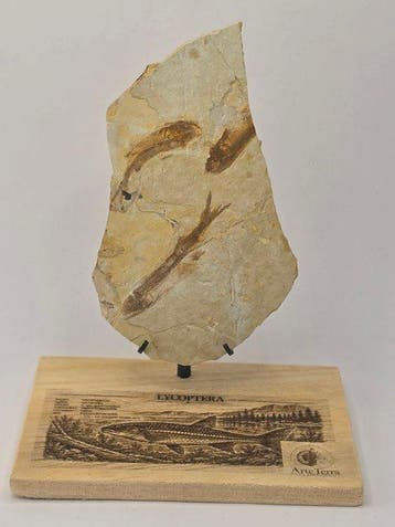 Vis - Gefossiliseerd dier - Fossil Fish Plate – Multiple
