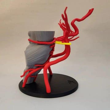 Anatomisch model - PLA verbruiksmaterialen - 2020+