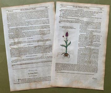 5 xilografie di orchidee - 1597