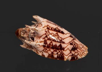 Uitstekende Cymbiola imperialis - Intense Donkere Imperiale, Nieuw