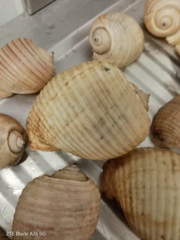Conque Coquillage marin - Tonna Galea (Sans prix de réserve), Antiquités & Art