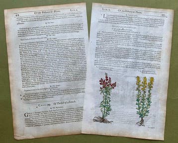 The Herball or generall Historie of Plantes [6 xilografie