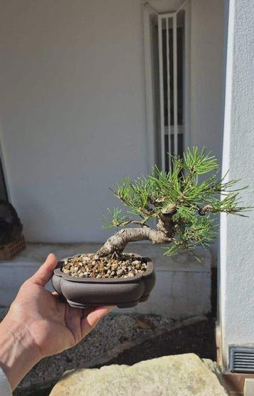 Bonsai van Pinus thunbergii - Hoogte (boom): 15 cm - Diepte