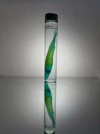 Etmopterus lucifer Carapace - Etmopterus - 15 cm - 3 cm - 3, Verzamelen, Nieuw