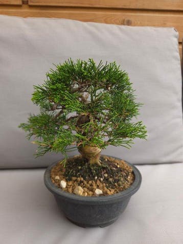 Jeneverbes bonsai (Juniperus) - Hoogte (boom): 21 cm -