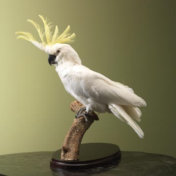 Middelste Geelkuifkaketoe Taxidermie Opgezette Dieren By Max, Ophalen of Verzenden, Nieuw, Vogel, Opgezet dier