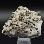 Plus de 1000 MARCASITE dorée sur calcite blanche ! Sardaigne