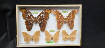 World Saturnidae / Months - ex French Mr BAILLET Collection