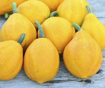 Lemon Squash Pompoen basiseenheid zaden, Nieuw