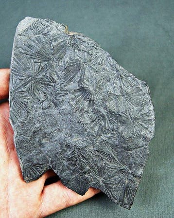 Paleobotanische fossiele plant - Gefossiliseerde plant -