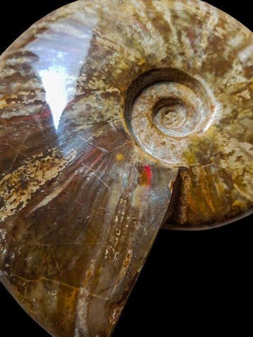 Ammoniet - Gefossiliseerde schelp - 18 cm - 15 cm