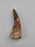Plésiosaure - Dent fossile - Fossil Tooth of Plesiosaur - 5