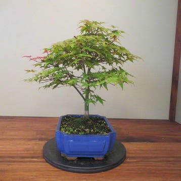Acer palmatum beni maiko - Hauteur (arbre) : 38 cm -