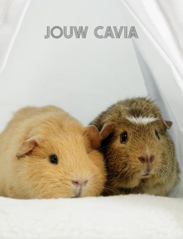 Jouw Cavia 9789083239446 Jeroen van Dongen, Verzenden, Zo goed als nieuw, Jeroen van Dongen