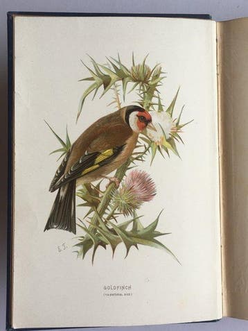 W. Swaysland - Familiar Wild Birds Volumes 1-4 {160 coloured