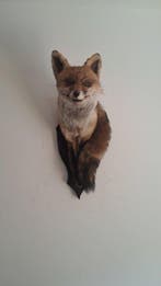 Renard roux Support de corps entier pour taxidermie - Fox