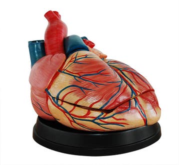 Anatomisch model hart, vier keer levensgrote ST-ATM 75, Verzenden