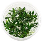 Anubias barteri var. nana Pangolino in vitro, Dieren en Toebehoren, Verzenden, Nieuw
