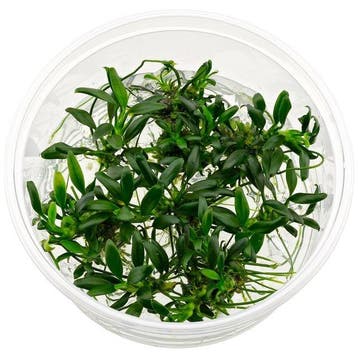 Anubias barteri var. nana Pangolino in vitro, Dieren en Toebehoren, Verzenden, Nieuw