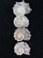 Escargot de mer Coquillage marin - S-146 ANGARIA TYRIA (Sans, Nieuw