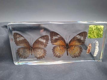 Insluiting in hars van de evolutie van de vlinder Taxidermie, Nieuw