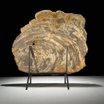 C- Prachtige grote plak versteend hout op een op maat
