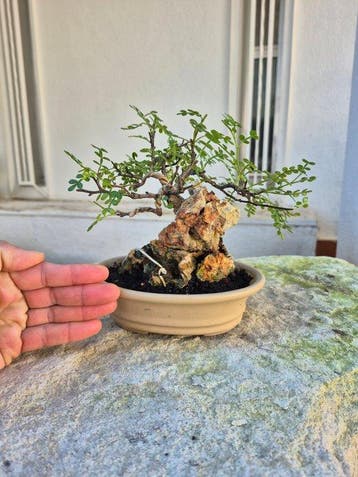 Carmona-bonsai op steen - verzamelstuk - Hoogte (boom): 15