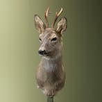 Reebok Wintervacht Taxidermie Opgezette Dieren By Max, Ophalen of Verzenden, Opgezet dier