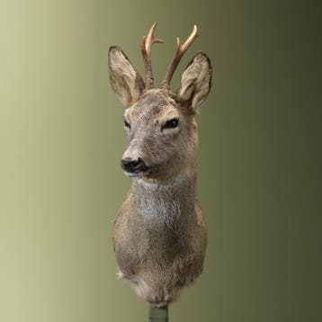Reebok Wintervacht Taxidermie Opgezette Dieren By Max, Verzamelen, Dierenverzamelingen, Ophalen of Verzenden, Nieuw, Wild dier