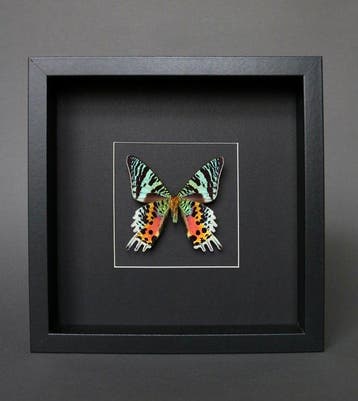 Vlinder Taxidermie volledige montage - Urania ripheus - 20