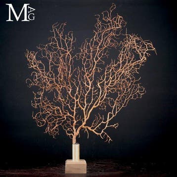 Gorgone noire naturelle - Un cabinet de curiosités moderne -