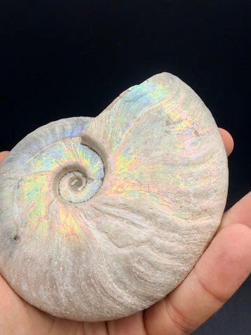 Ammoniet - Gefossiliseerd dier - Cleoniceras - 12.7 cm, Verzamelen
