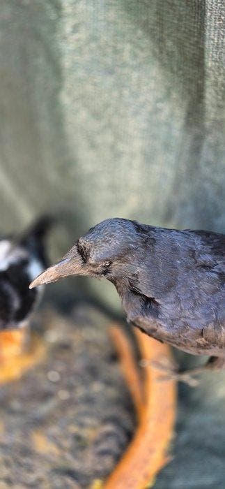 Aaskraai en Pimpel Taxidermie wandmontage - Corvus, Nieuw