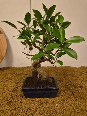 Vijgenboom bonsai (Ficus) - Hoogte (boom): 29 cm - Diepte