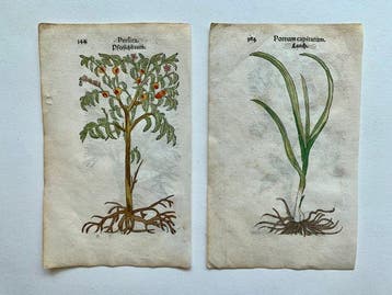 Leonhart Fuchs - Primi de stirpium historia commentariorum, Antiek en Kunst