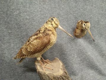 Houtsnip Taxidermie volledige montage - Scolopax rusticola -, Nieuw