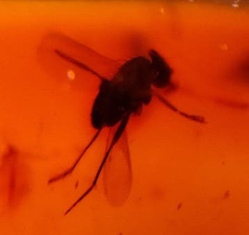 FOSSlL-AMAZING!! Dominicaans amber- 12 g