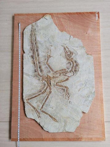 Qualité premium - avec queue à plumes - Animal fossilisé -