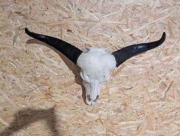 Crâne de buffle du Cap fin - Support mural pour taxidermie -