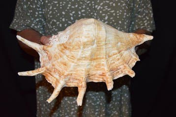 Escargot de mer Coquillage marin - S-412 LAMBIS TRUNCATA