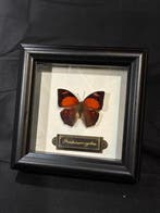 Fountainea ryphea Taxidermie wandmontage - Fountainea ryphea, Nieuw