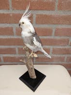 Valkparkiet Taxidermie volledige montage - Nymphicus, Verzamelen, Dierenverzamelingen, Nieuw