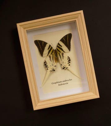 Vlinder Taxidermie volledige montage - Graphium androclus -, Antiek en Kunst