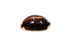 Cypraea arabica eglantina eglantina (très rare) Squelette -