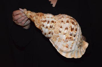 Escargot de mer Coquillage marin - S-325 CHARONIA TRITONIS
