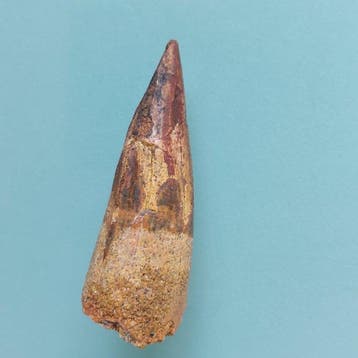 Spinosaurus - Fossiele tand - 45 mm - 17 mm (Zonder